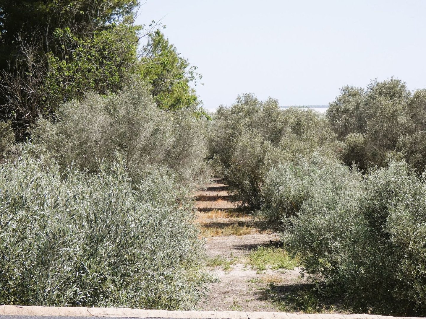 3 Bed Finca - Cortijo in Dolores