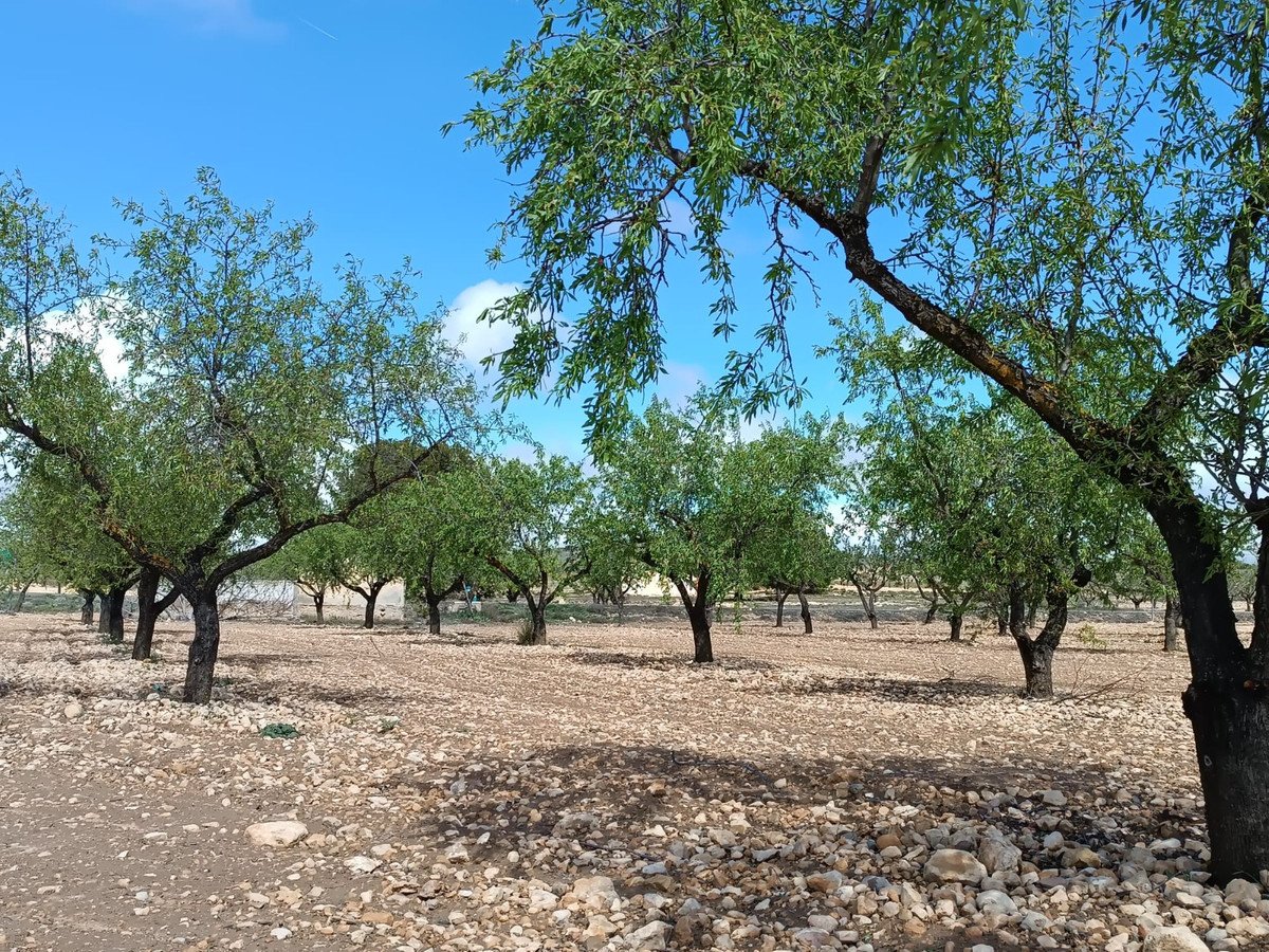 Land in Yecla