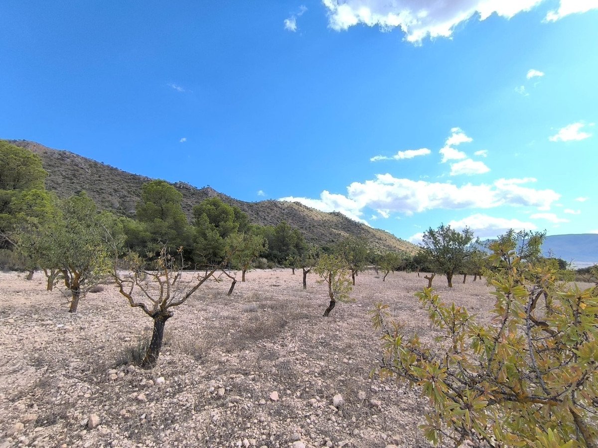 Land in Yecla