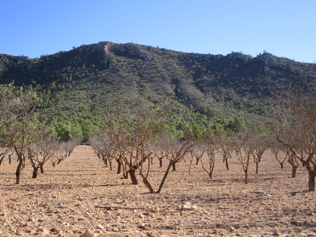 Land in Yecla