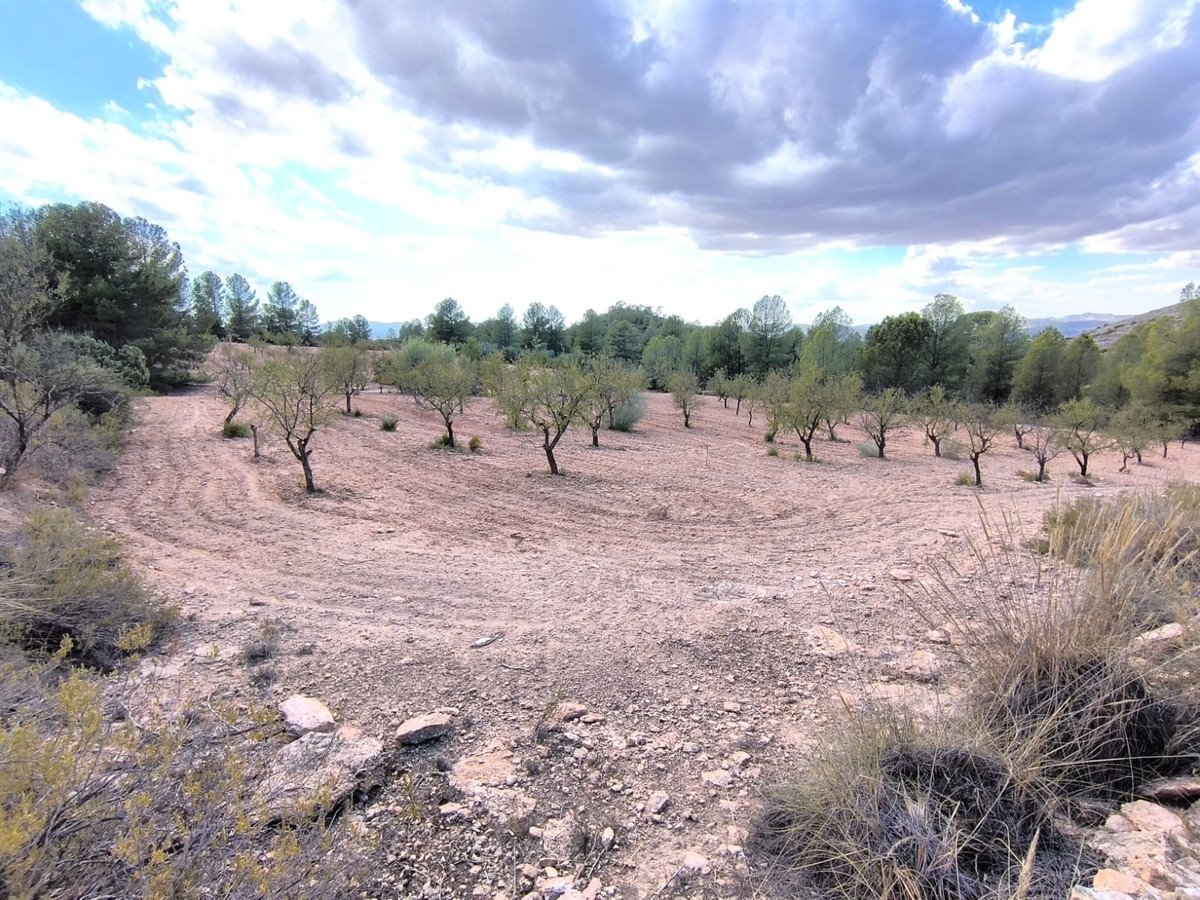 Land in Yecla