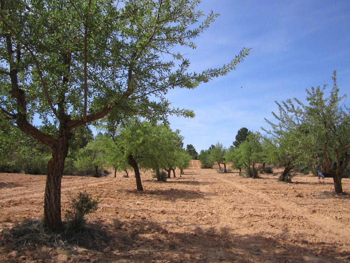 Land in Yecla