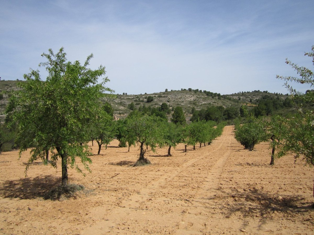 Land in Yecla