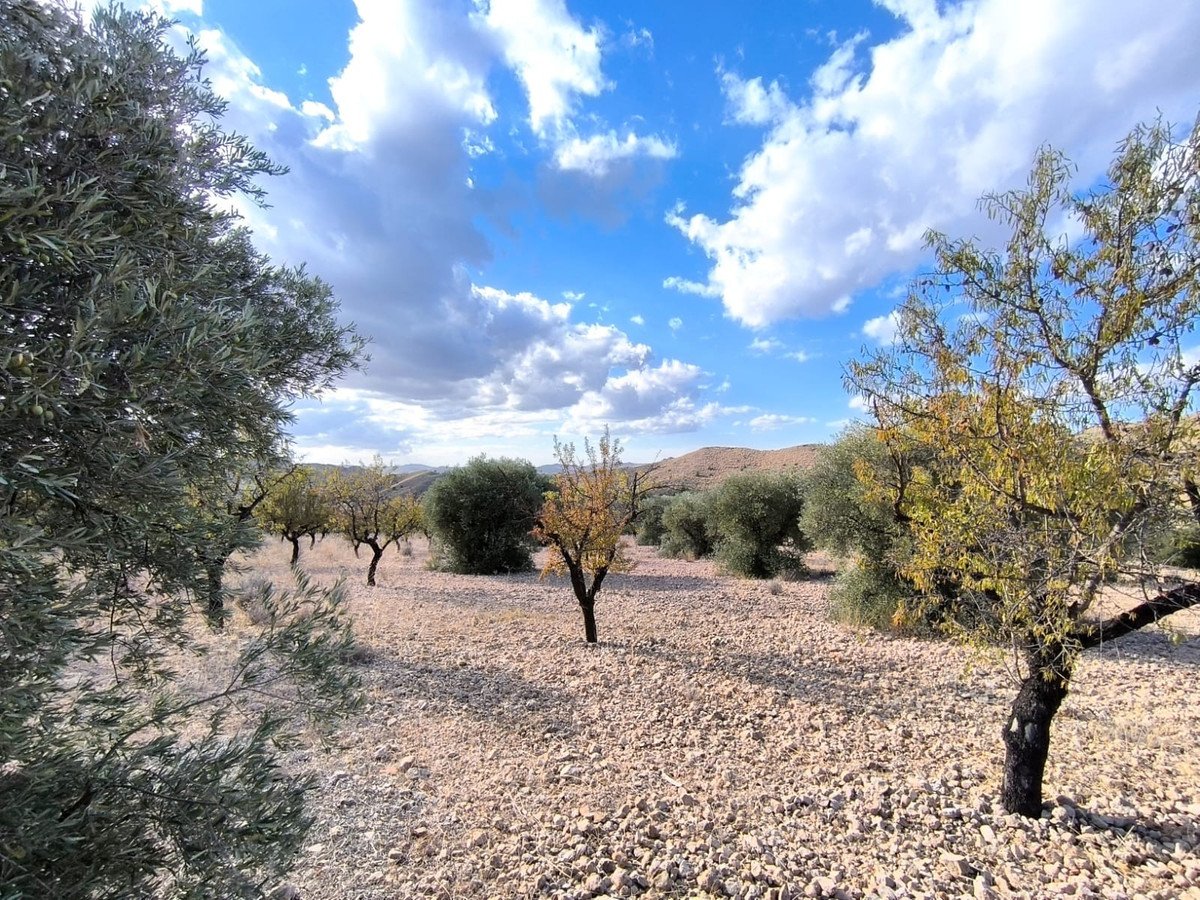 Land in Yecla