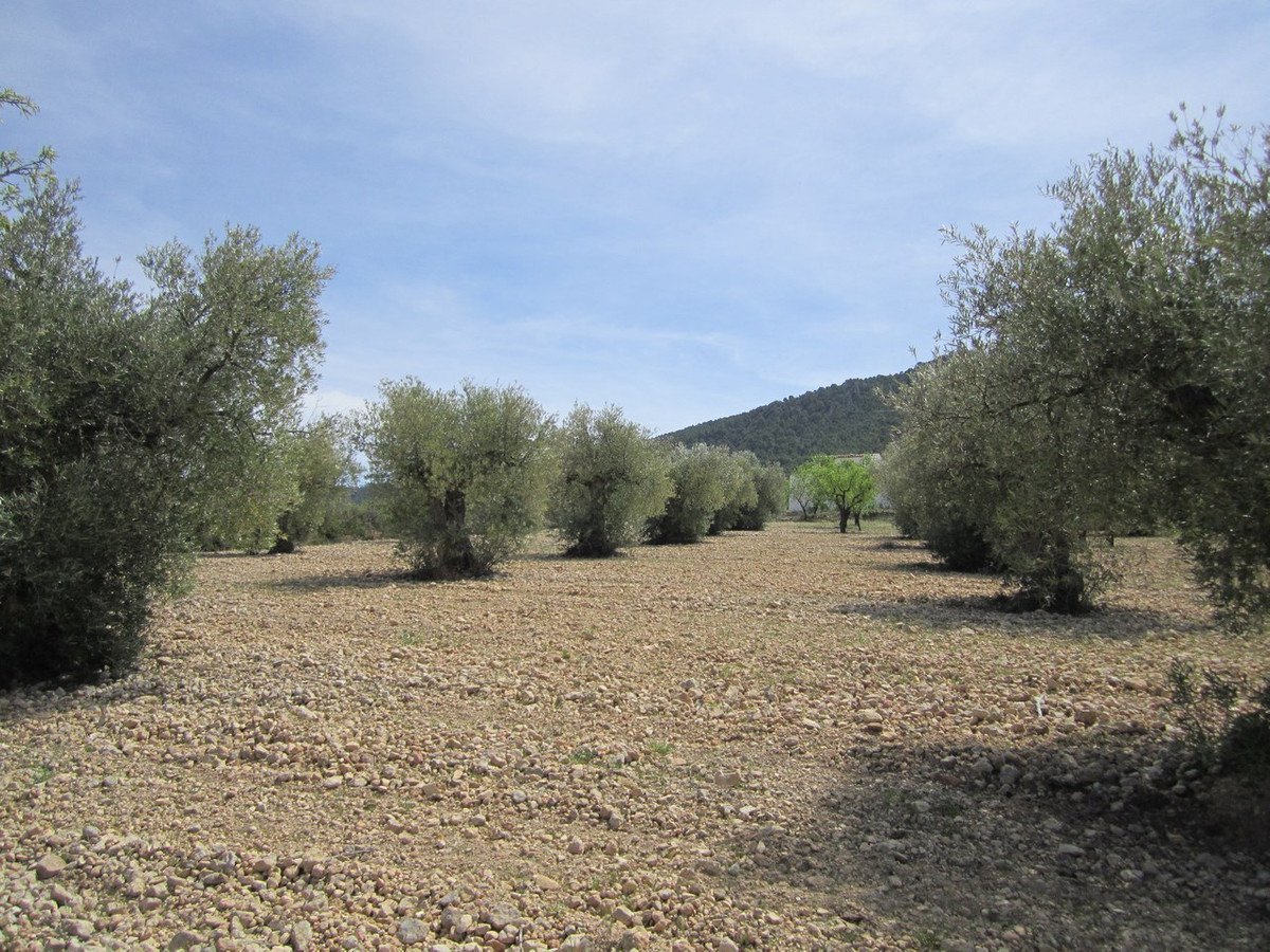 Land in Yecla