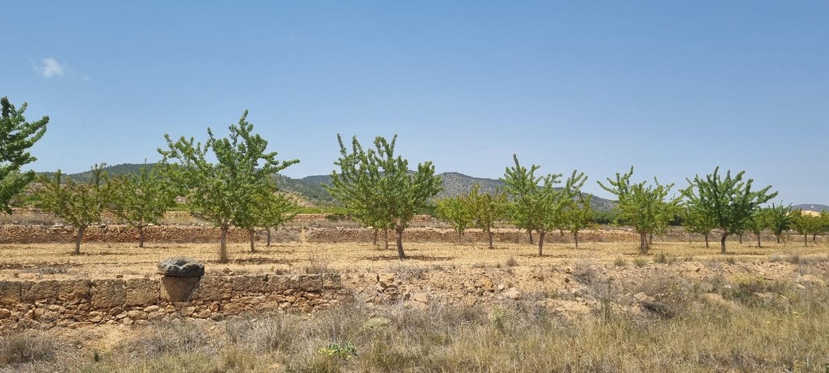 Land in Yecla