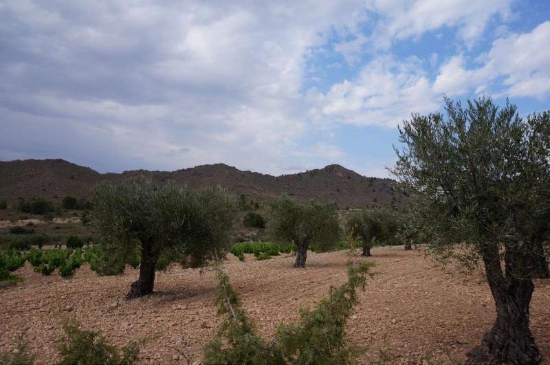 Land in Yecla