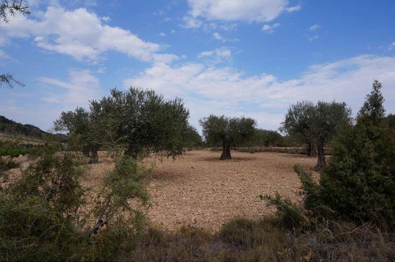 Land in Yecla