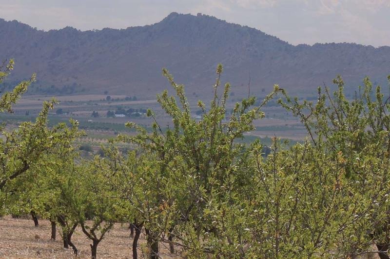 Land in Yecla