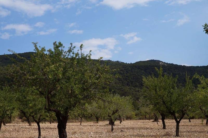 Land in Yecla