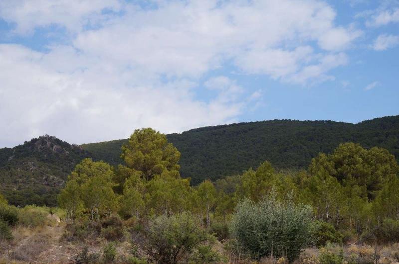 Land in Yecla