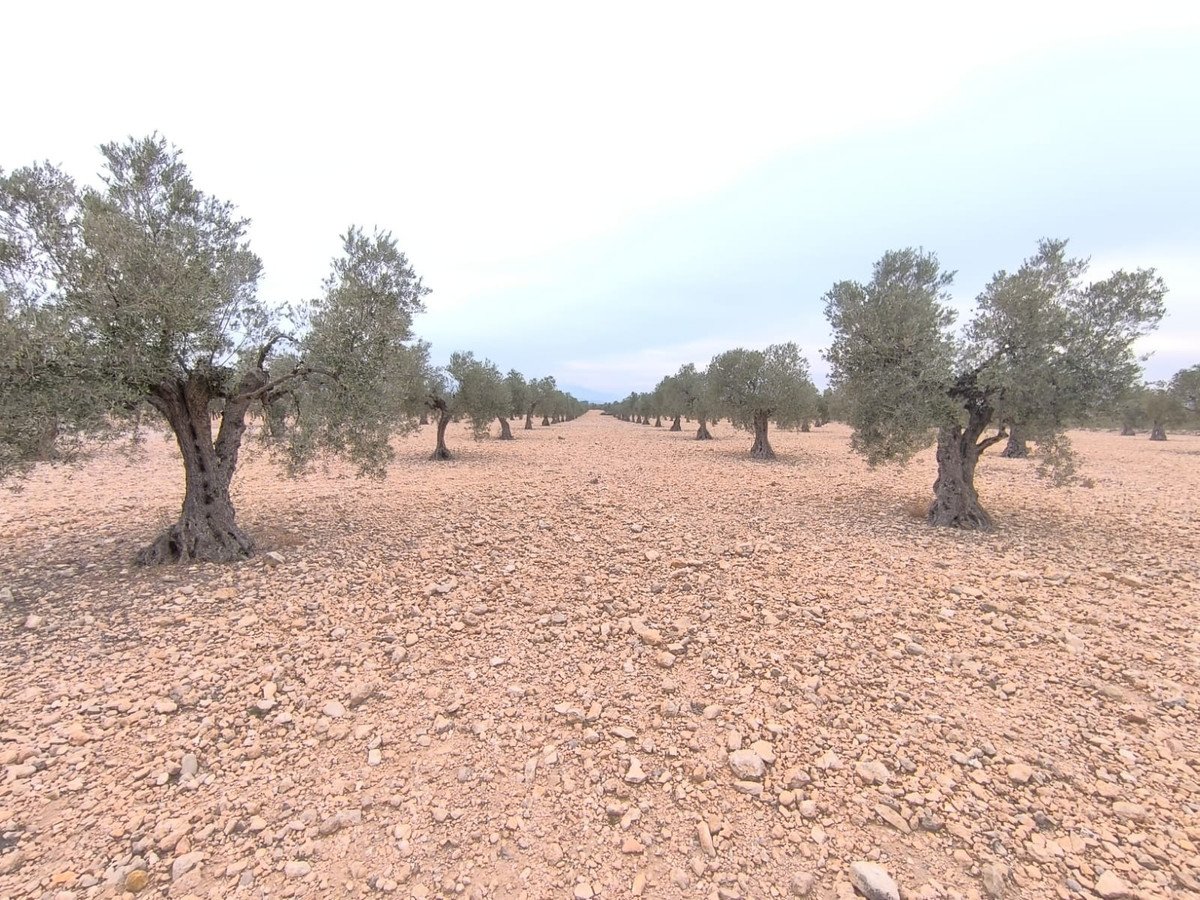 Land in Yecla