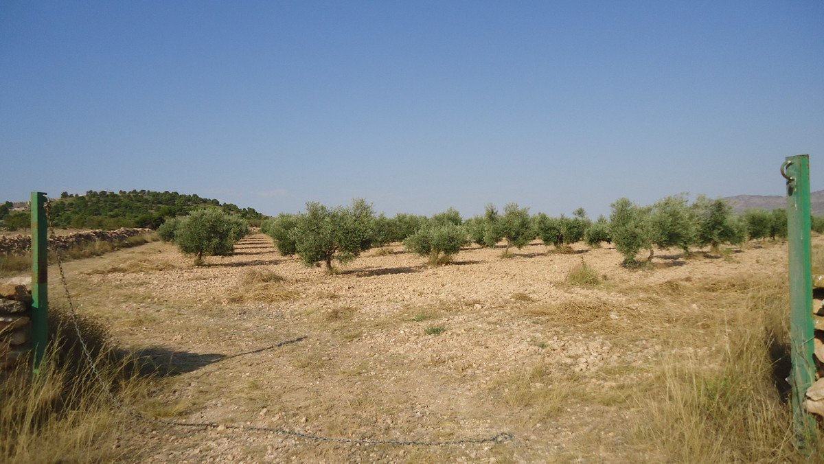 Land in Yecla