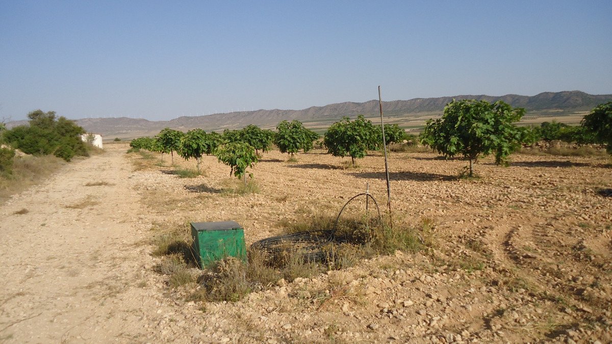 Land in Yecla
