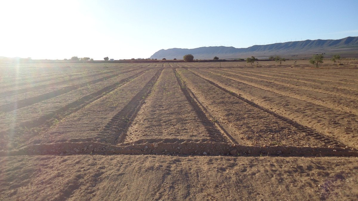 Land in Yecla