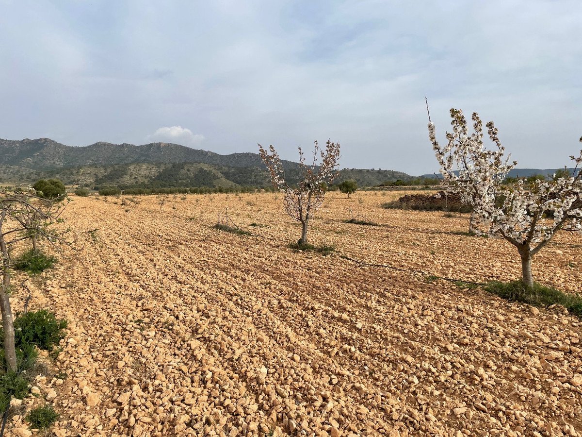 Land in Yecla