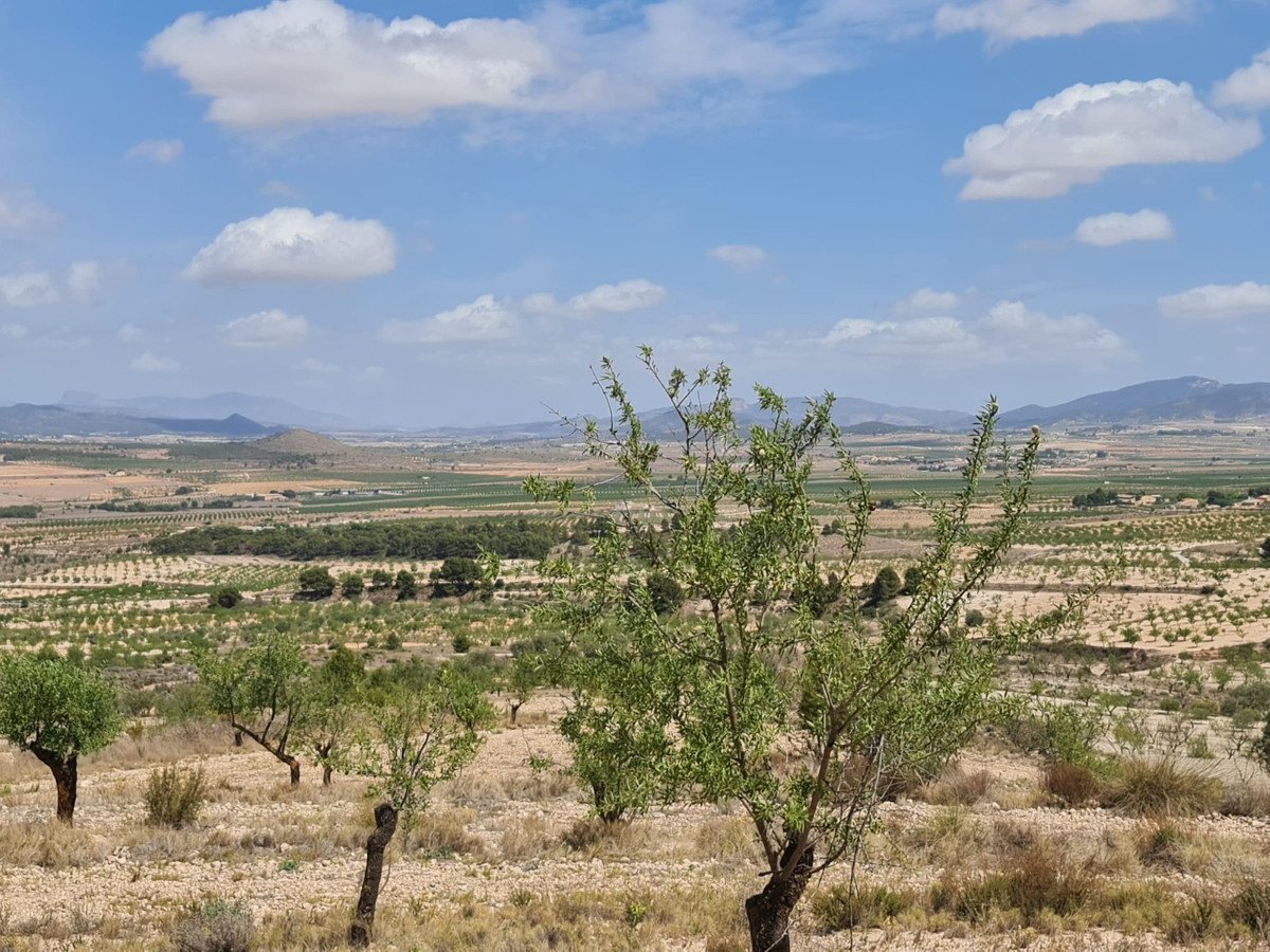 Land in Yecla