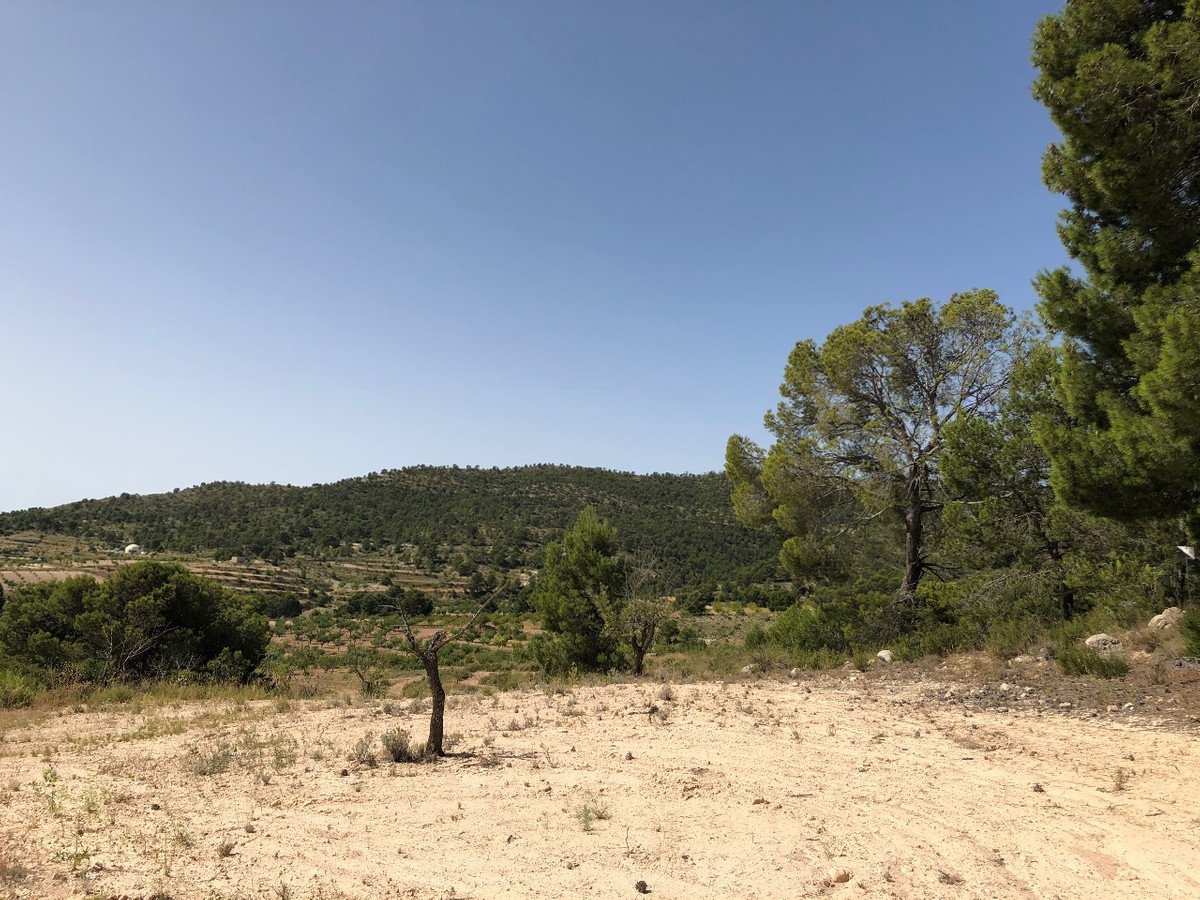 Land in Yecla