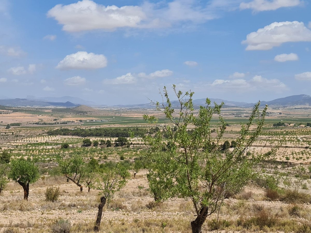 Land in Yecla