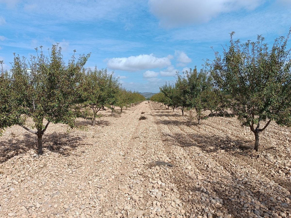 Land in Yecla