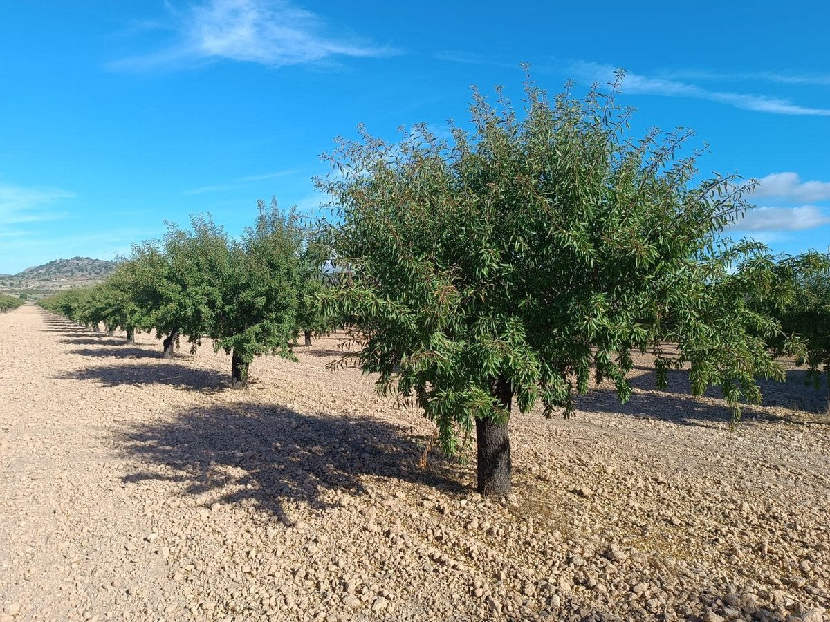 Land in Yecla