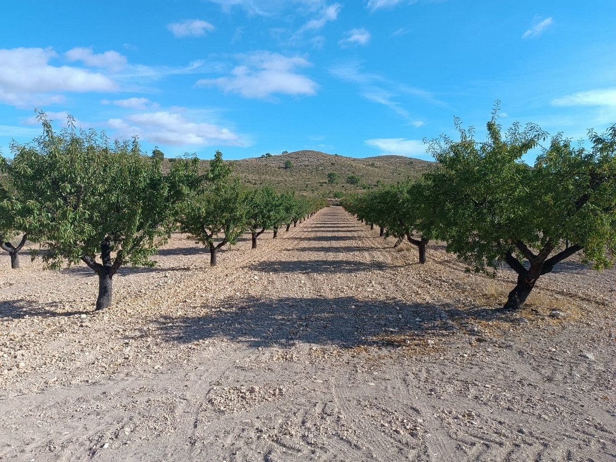 Land in Yecla