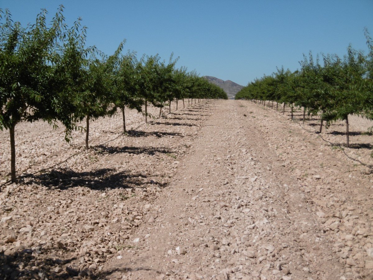 Land in Yecla