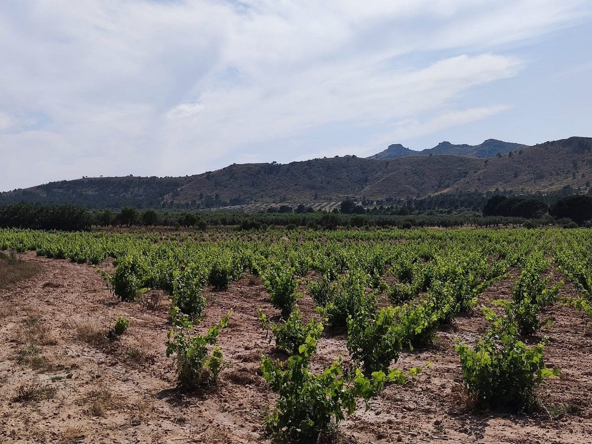 10 Bed Finca - Cortijo in Yecla