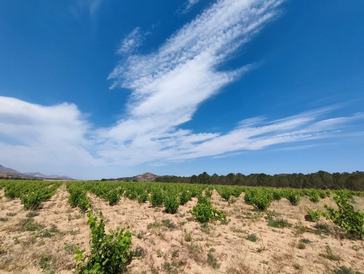10 Bed Finca - Cortijo in Yecla
