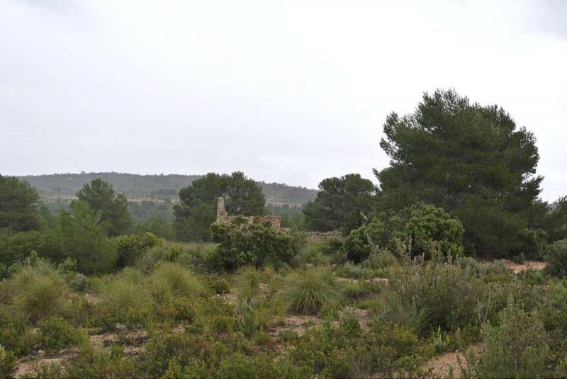 Land in Yecla