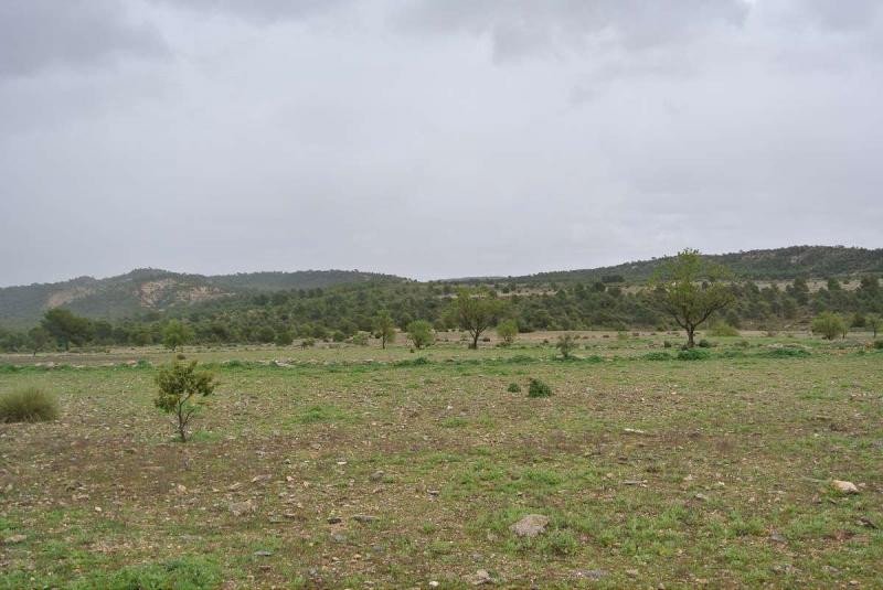 Land in Yecla