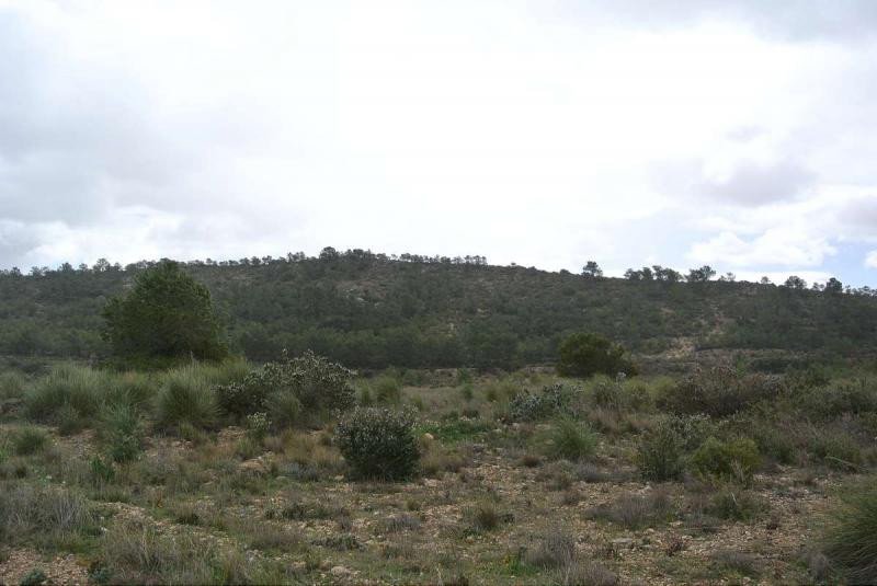 Land in Yecla