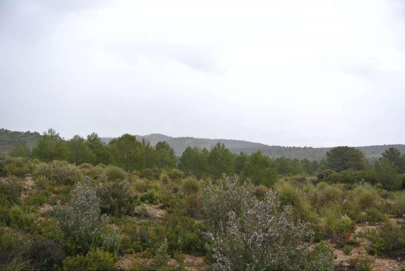 Land in Yecla