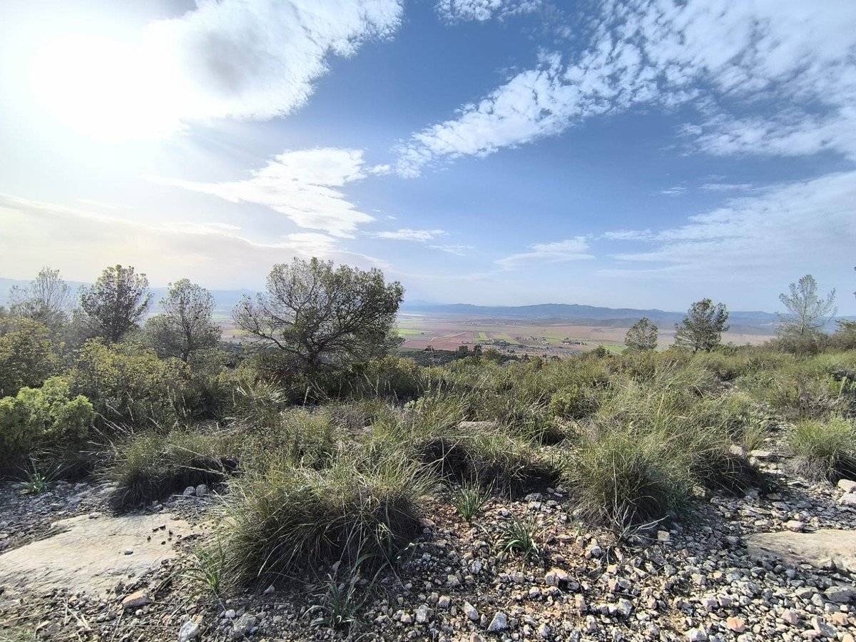 Land in Yecla