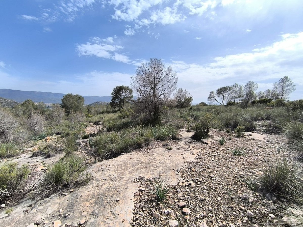 Land in Yecla