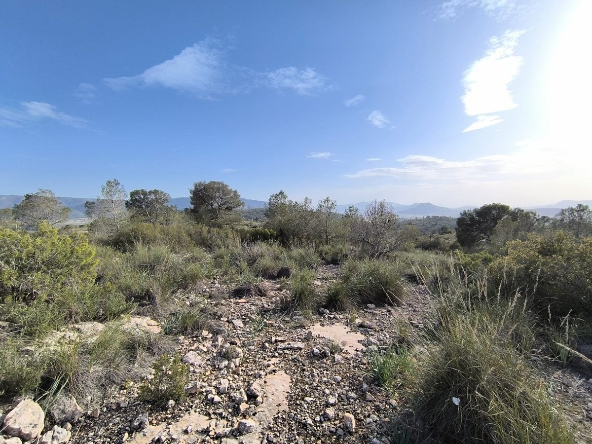 Land in Yecla