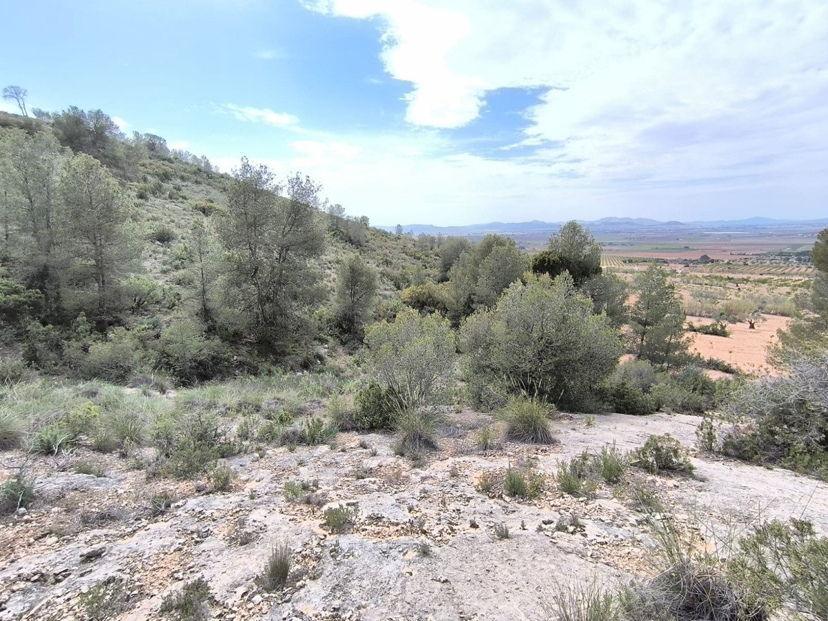 Land in Yecla