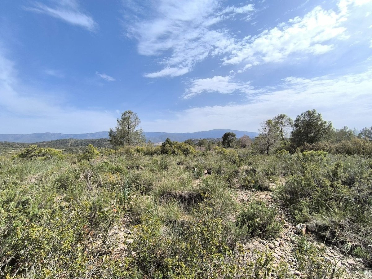 Land in Yecla