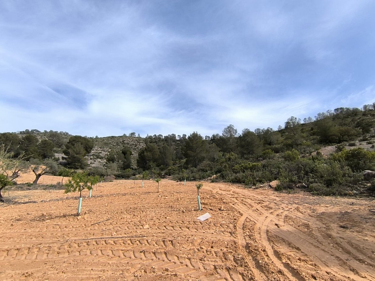 Land in Yecla