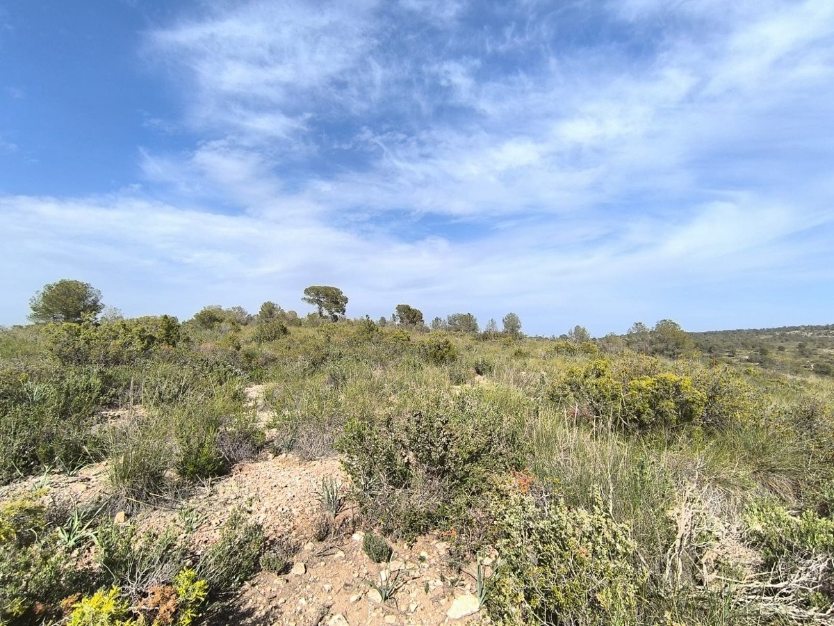 Land in Yecla