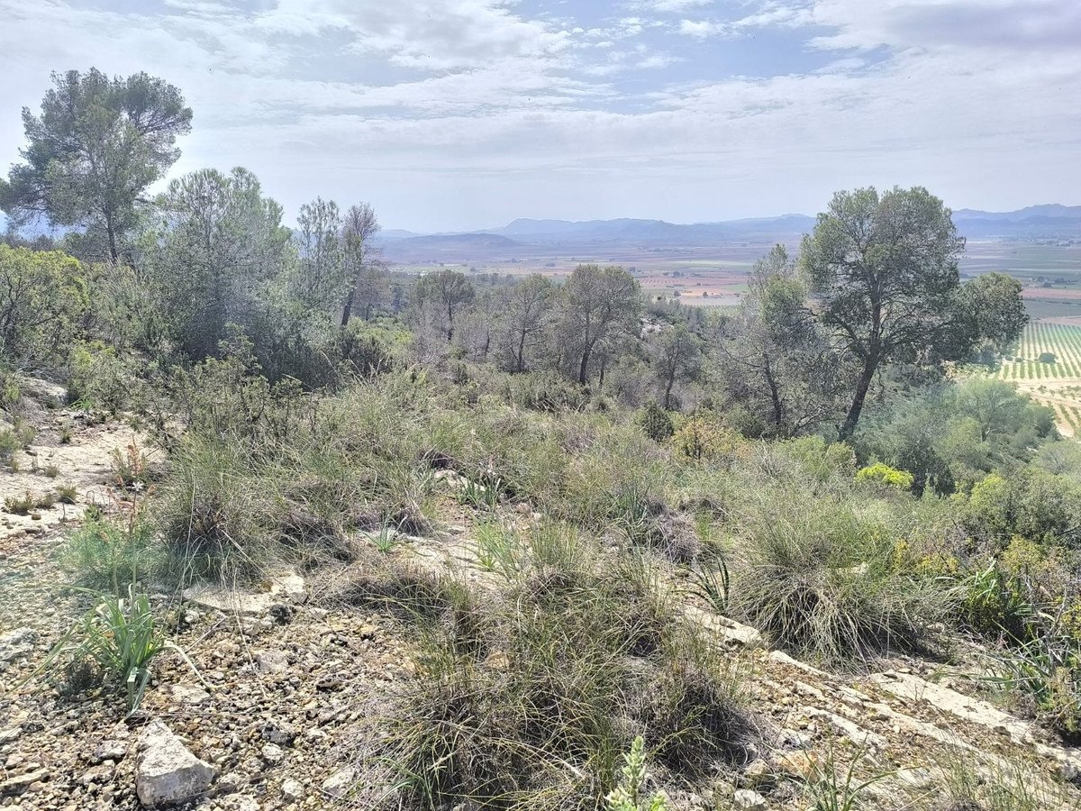 Land in Yecla