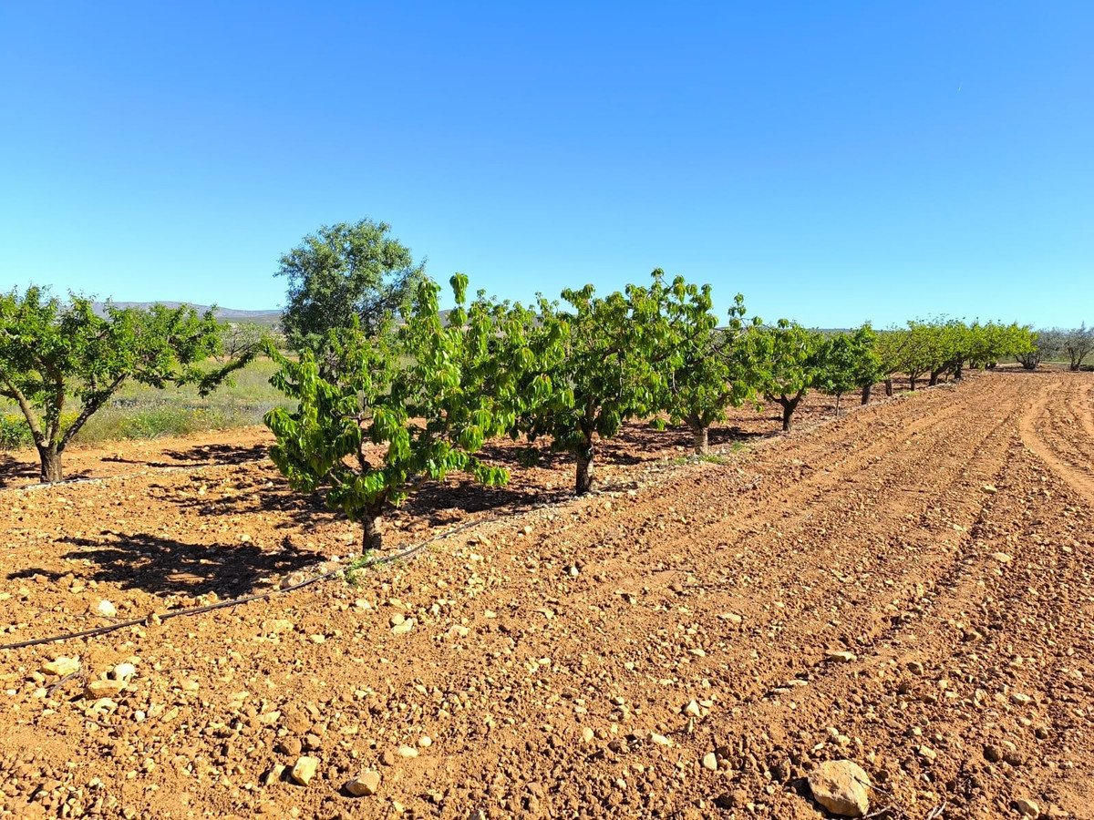 4 Bed Finca - Cortijo in Yecla