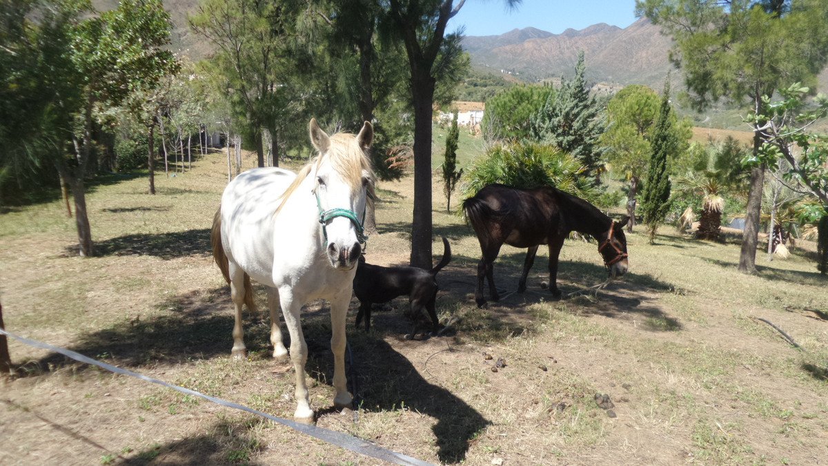 4 Bed Finca - Cortijo in Entrerrios