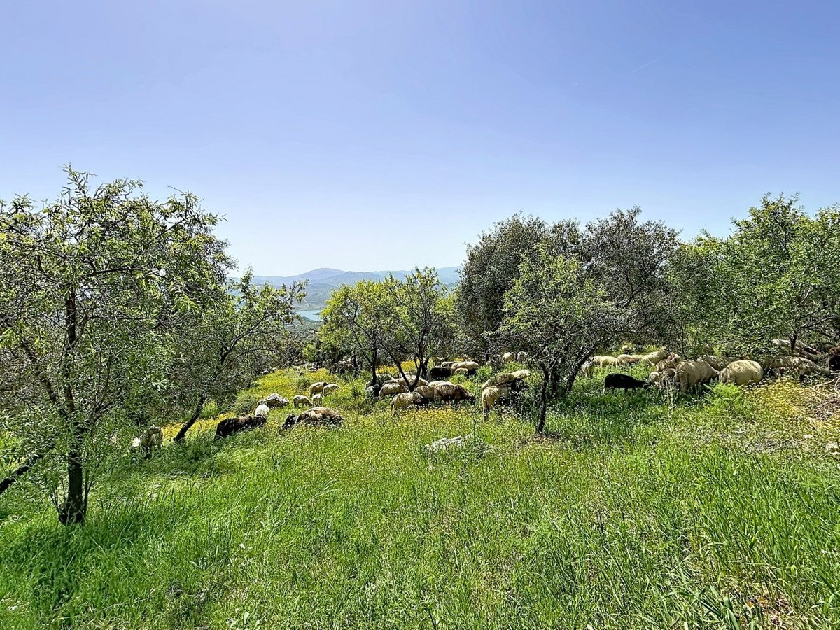 8 Bed Detached Villa in Alcaucín