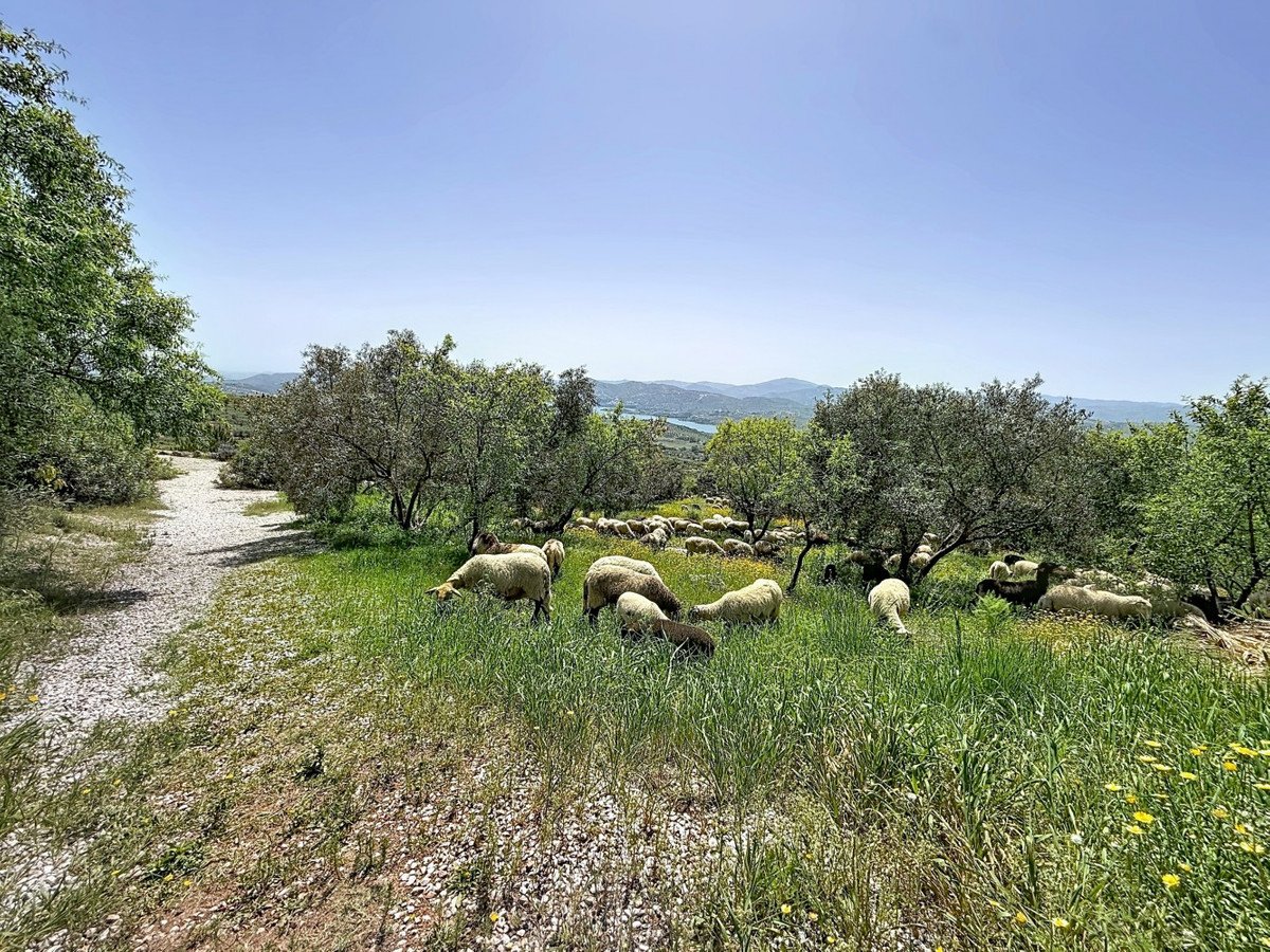 8 Bed Detached Villa in Alcaucín