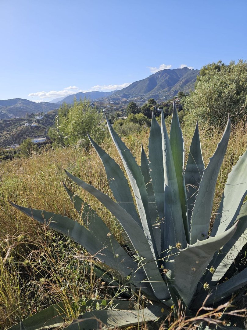 Land in Frigiliana