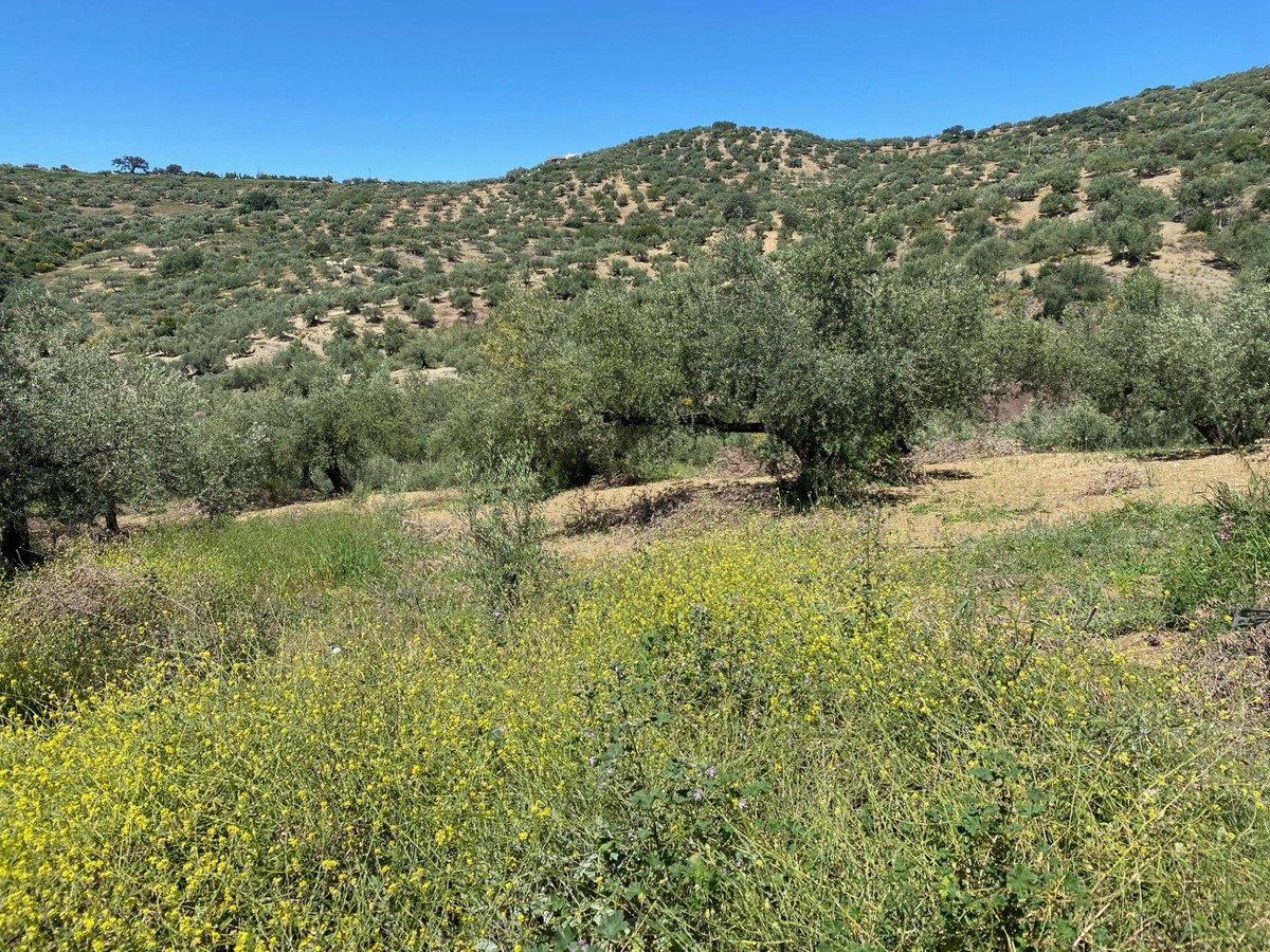 Residential Plot in Riogordo