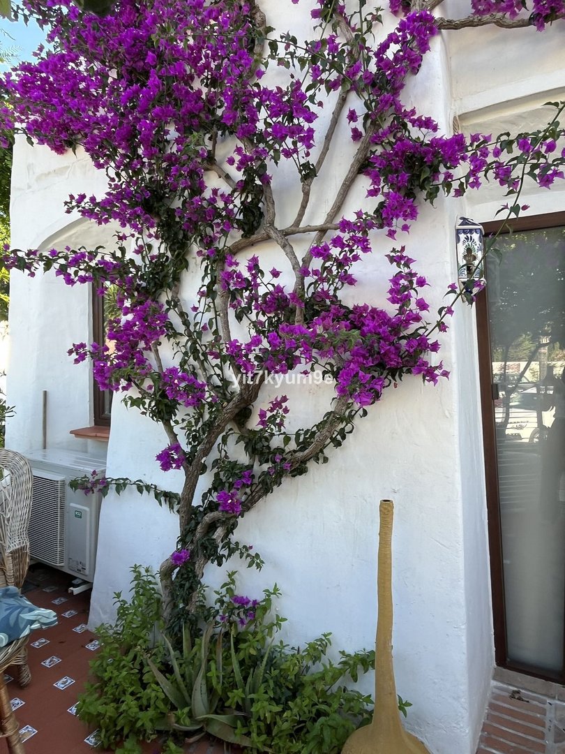 2 Bed Ground Floor Apartment in Estepona