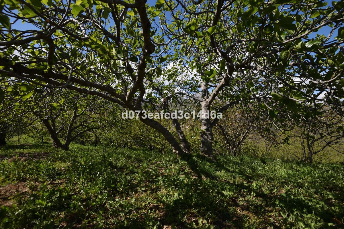 2 Bed Finca - Cortijo in Cartajima