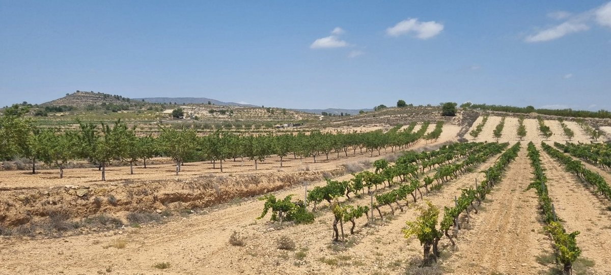 Land in Pinoso